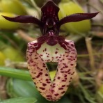 Bulbophyllum lasiochilum Black-Flowering Size